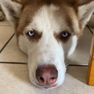 Meet your Posher, Antonio